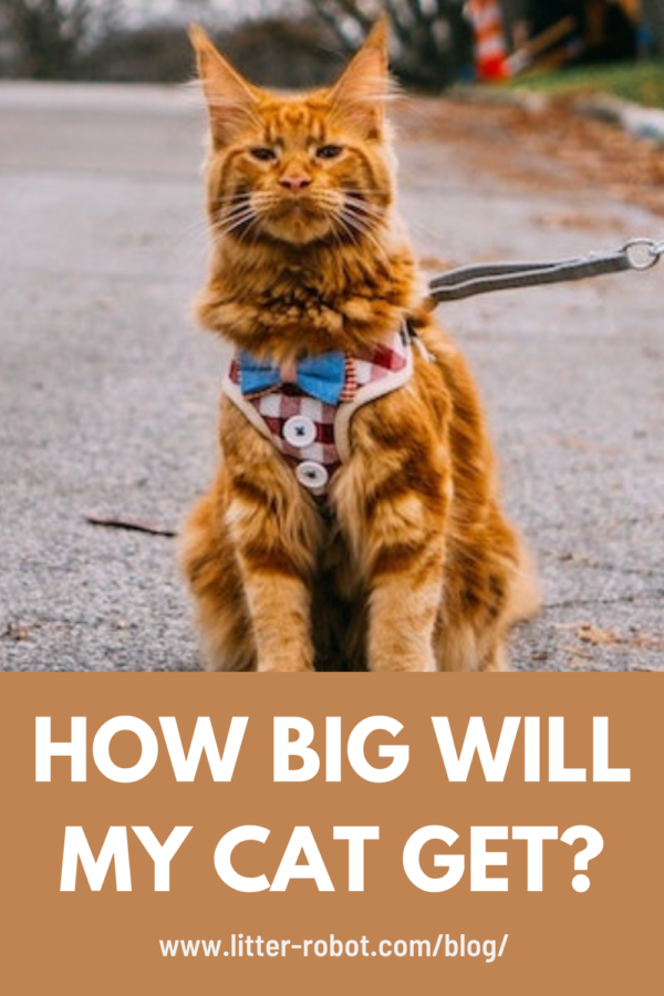 large orange Maine Coon in a leash on the street - how big will my cat get?