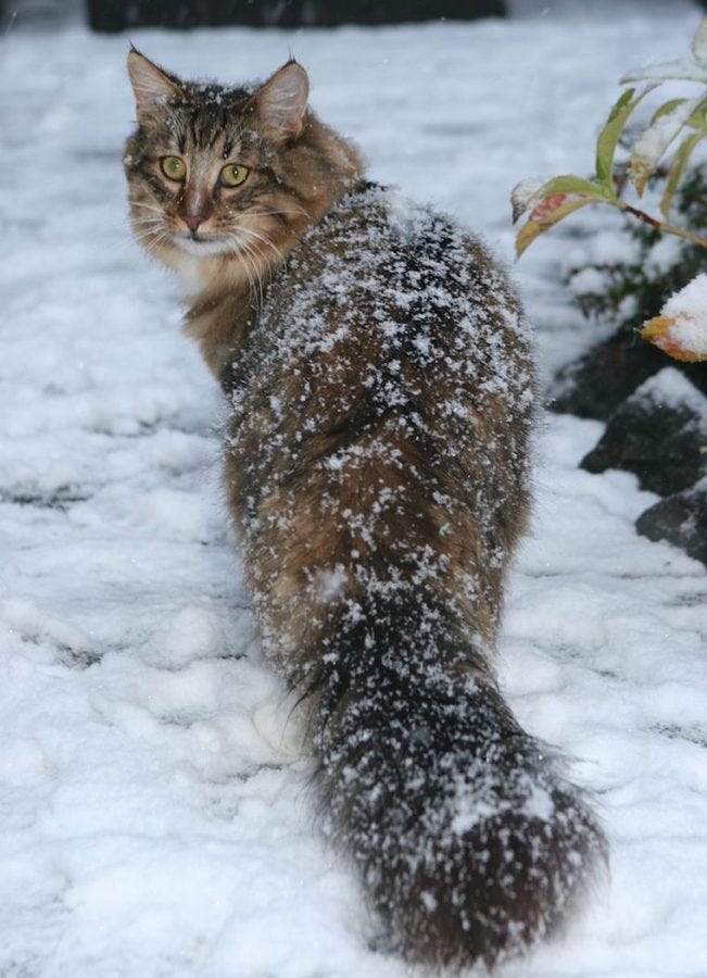 Norwegian Forest Cat - cats with fluffy tails