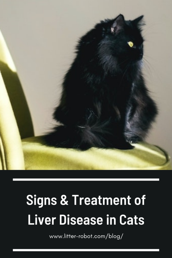 long-haired black cat with yellow eyes sitting on an accent chair - liver disease in cats