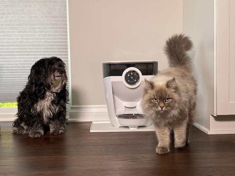 Havipoo dog and Siberian cat with a white Feeder-Robot automatic pet feeder