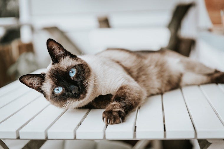 Siamese cat lying on a bench - how big do Siamese cats get?