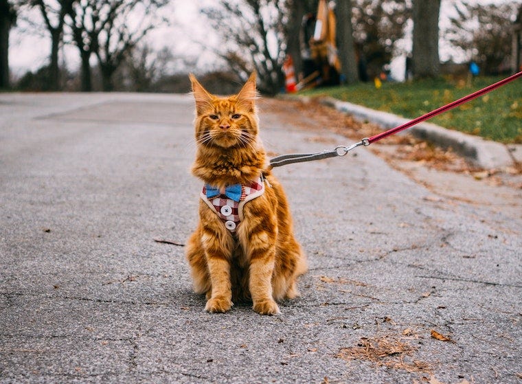 orange Maine Coon in a leash on the street - how big do Maine Coon cats get?