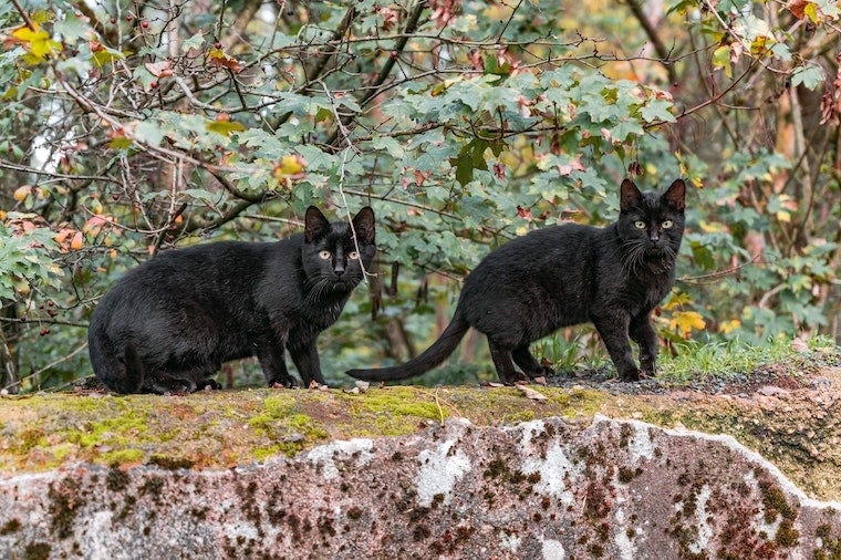 Two black cats on a forest ledge - cat coat genetics