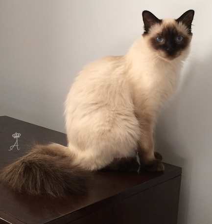 Balinese cat - cats with fluffy tails