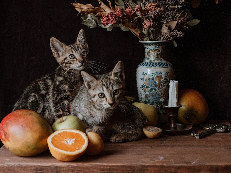 two brown tabby cats next to fruit and a vase of dried flowers - can cats taste sweetness?