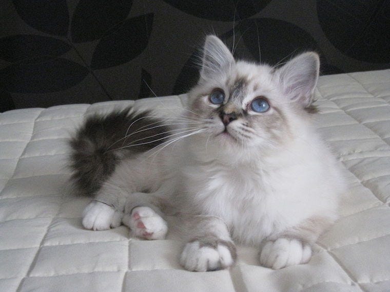 Birman cat - cats with fluffy tails