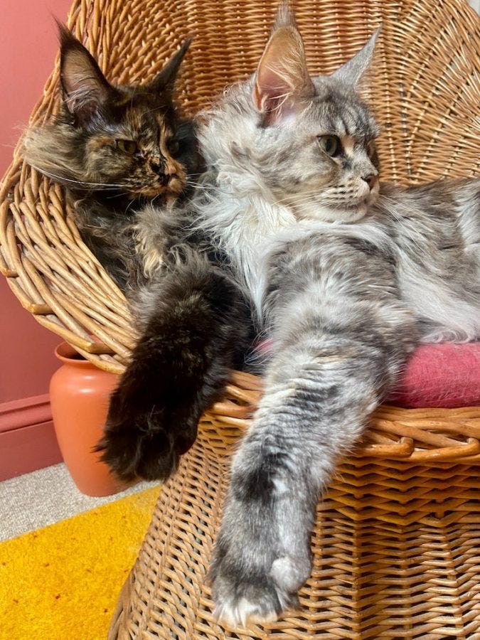 Tortie and silver Maine Coon cats in a wicker chair - how big do Maine Coon cats get?