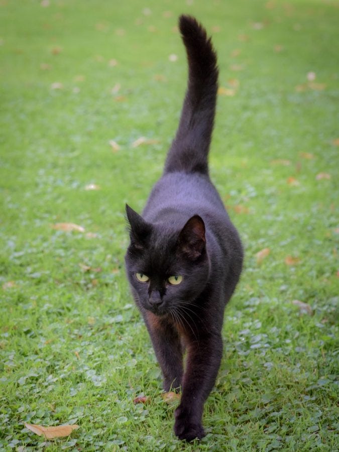 black cat with tail held high walking on a lawn - cat tail language
