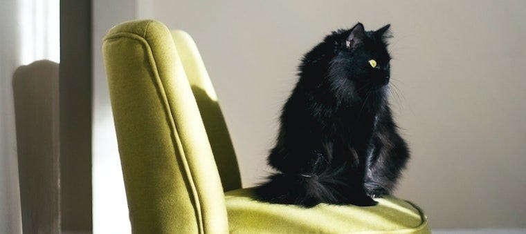 longhaired black cat sitting on accent chair