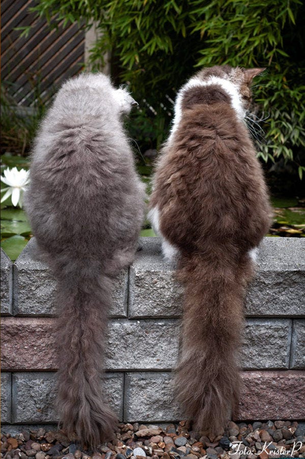 LaPerm cats - unique cat tails