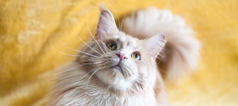 Unique Cat Tails: Top 25 Breeds