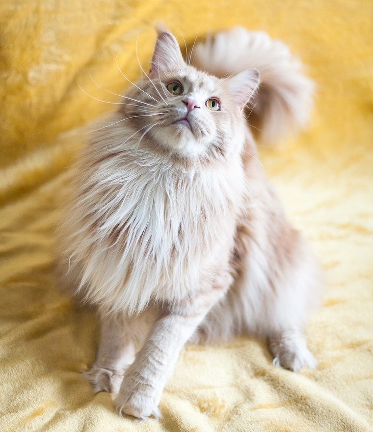 Maine Coon cat - cats with fluffy tails