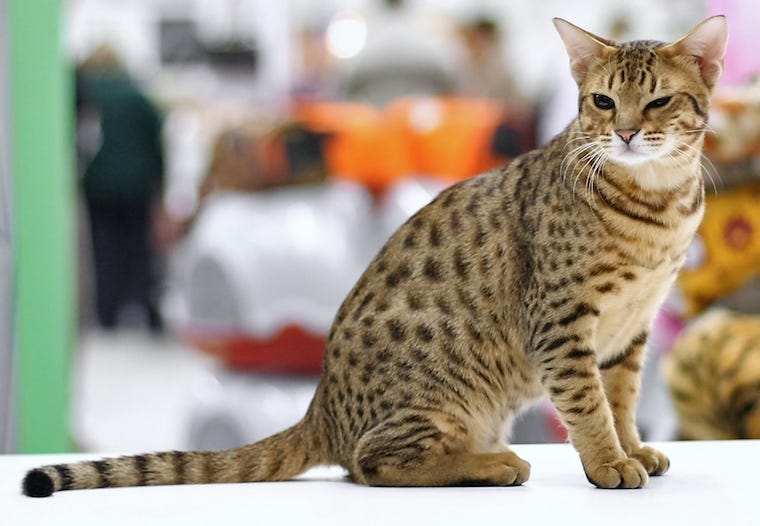 Ocicat - cats with striped tails