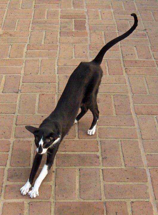 Oriental Shorthair cat - cats with long tails