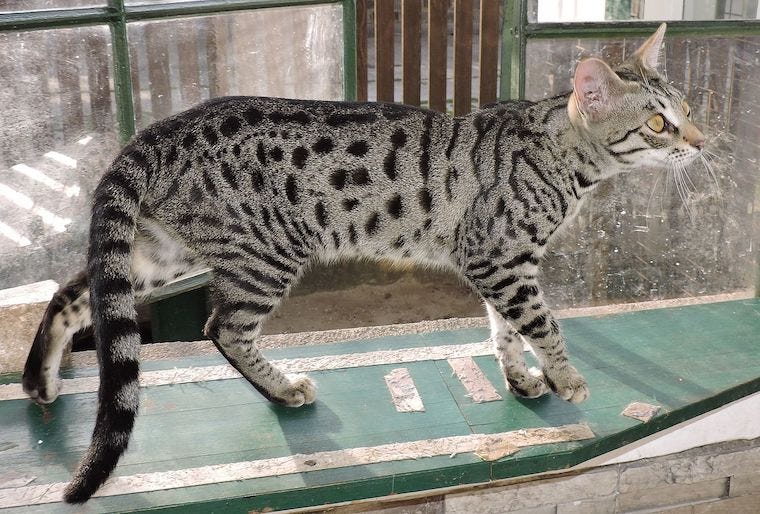 Savannah cat - cats with striped tails