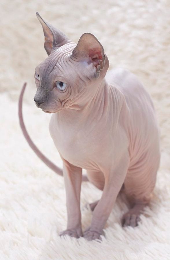 Sphynx cat - cats with long tails