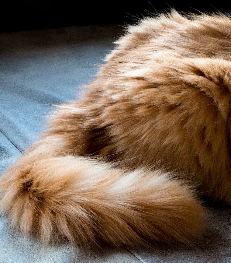 Orange long-haired cat with fluffy cat tail curled around bottom - why do cats wag their tails?