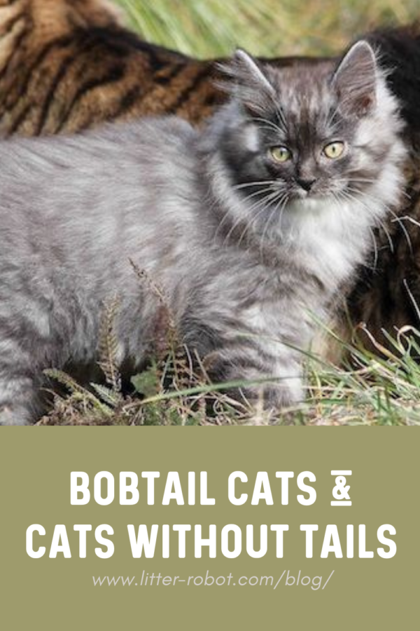 Grey Kurilian Bobtail kitten - bobtail cats and cats without tails