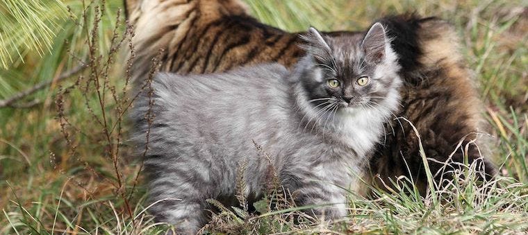Bobtail Cats & Cats Without Tails