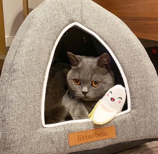 cozy cat beds - Litterbox.com cat bungalow with British Shorthair cat