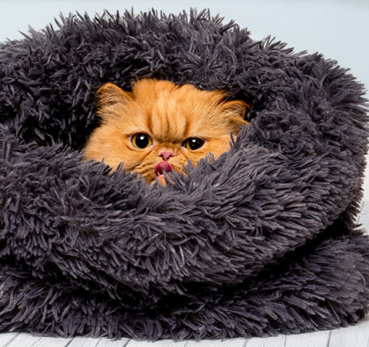 cozy cat beds - Litterbox.com furry cat sac with orange Persian cat