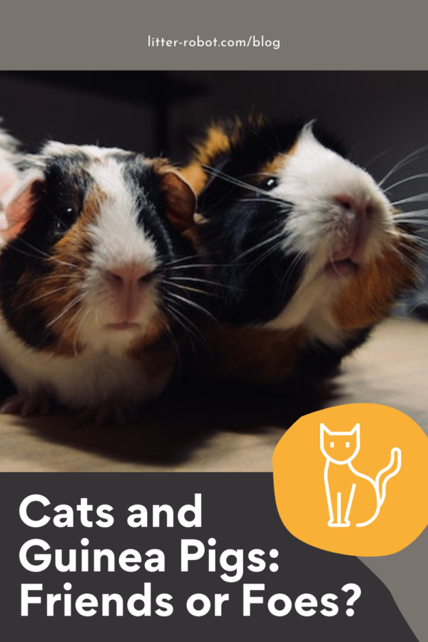 calico guinea pigs - do cats and guinea pigs get along?