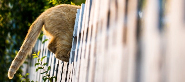 How To Spot a Broken Cat Tail & Other Tail Injuries