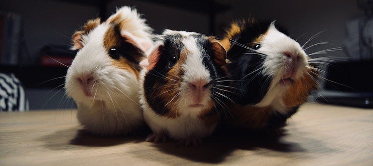 Cats and Guinea Pigs: Friends or Foes?