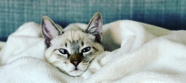 Is a Weighted Blanket Safe for Cats?