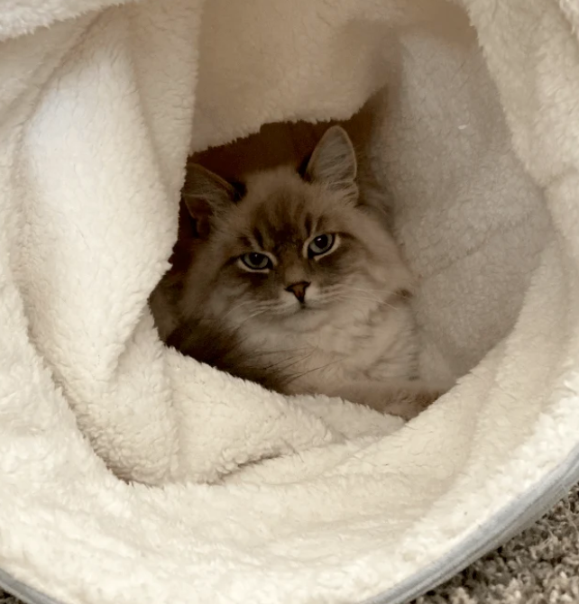 cozy cat beds - Litterbox.com corduroy cat tunnel with white Siberian cat