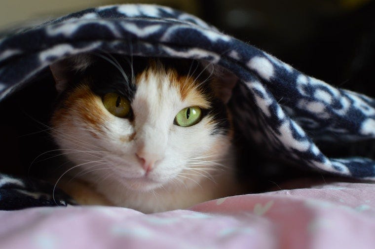 Orange and white cat with green eyes under a blanket - why do cats go under covers?