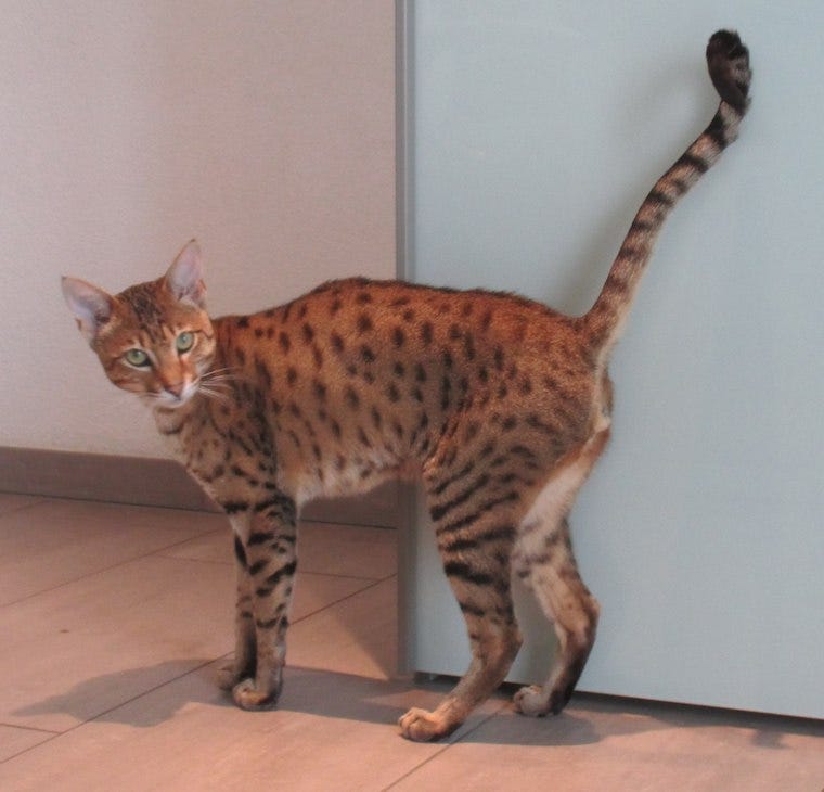 Tall Savannah cat