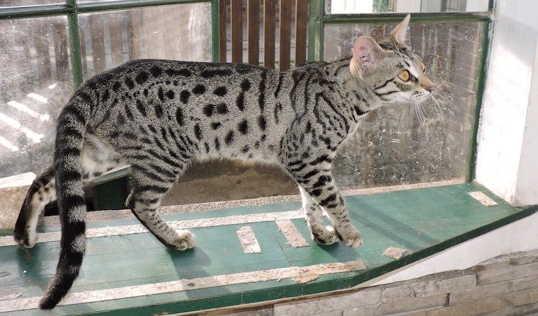 F5 Savannah cat