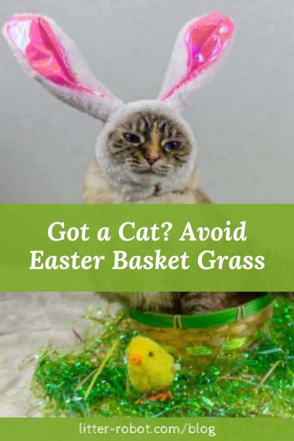 Cat dressed in bunny ears sitting in a basket next to Easter basket grass - got a cat? avoid Easter basket grass