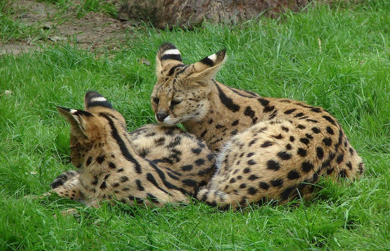 Young African servals in grass