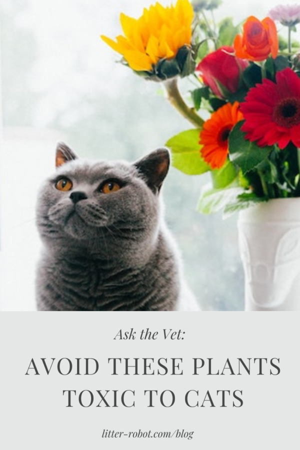 British Shorthair cat sitting next to a vase of flowers - avoid these plants toxic to cats
