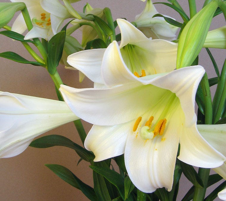 Easter lilies - plants toxic to cats