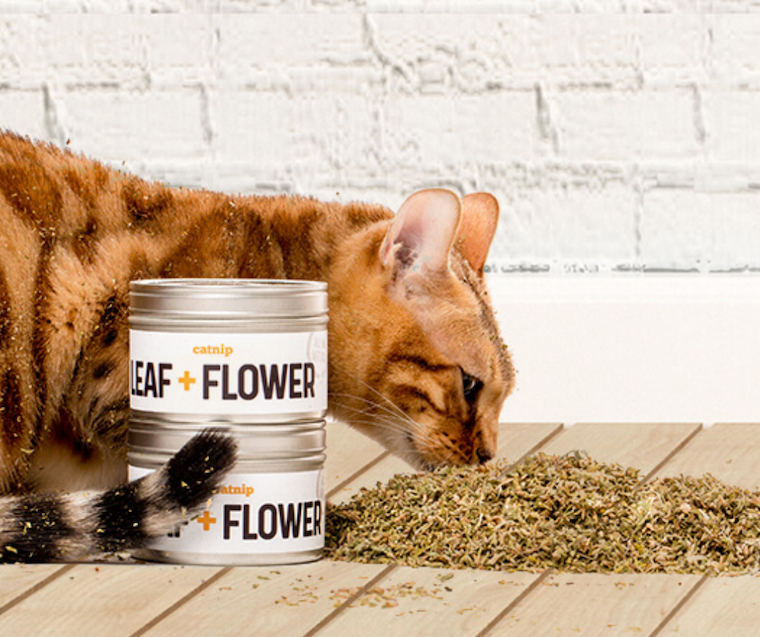 Whisker Catnip Leaf and Flower Organic Blends Pure and Potent Assortment of Dry Leaves and Flowers Harvested at Full Maturity to Enliven Every Feline and Cat 