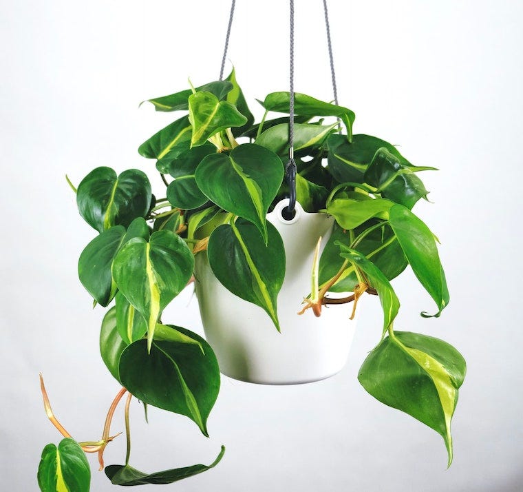 Philodendron - plants toxic to cats
