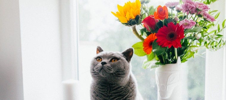 British Shorthair cat sitting next to bouquet of flowers