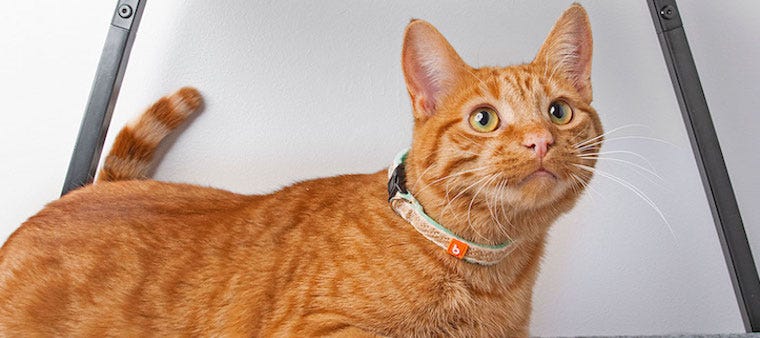 Why Breakaway Cat Collars Are a Must