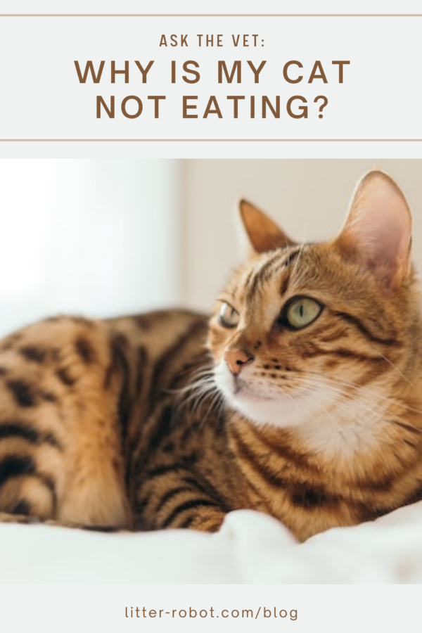 Bengal cat sitting on white blanket - why is my cat not eating?