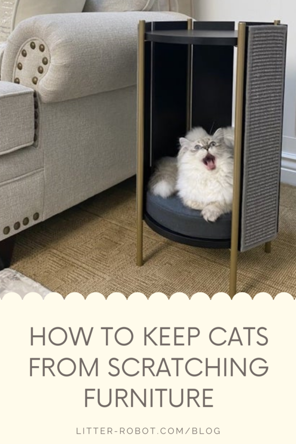 Siberian cat on a cat silo - how to keep cats from scratching furniture