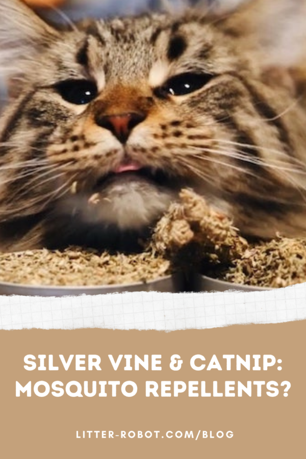 Maine Coon cat licking silver vine and catnip - are silver vine and catnip mosquito repellents?
