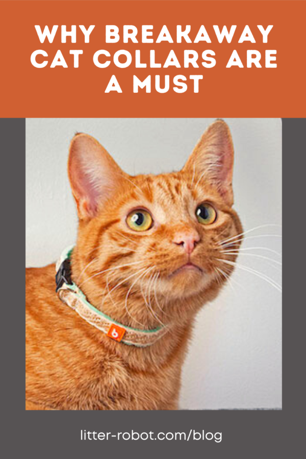 orange tabby cat wearing breakaway cat collar from Litterbox.com