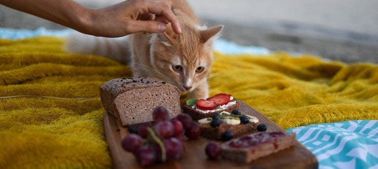 Can Cats Eat Grapes or Raisins? | Learn more on Litter-Robot Blog