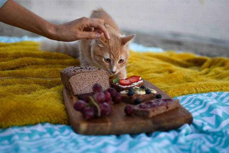 Can Cats Eat Grapes?  