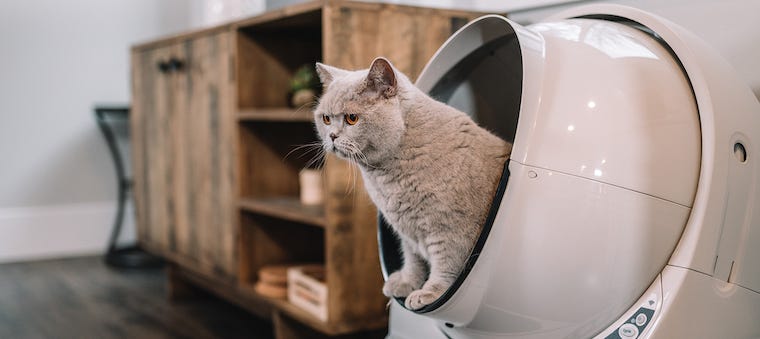 British Shorthair cat inside Litter-Robot