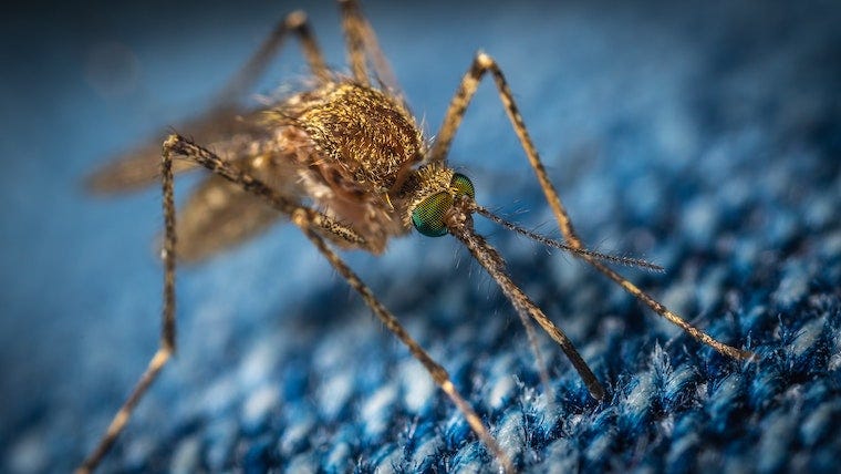 mosquito on blue fiber - does catnip repel mosquitoes?