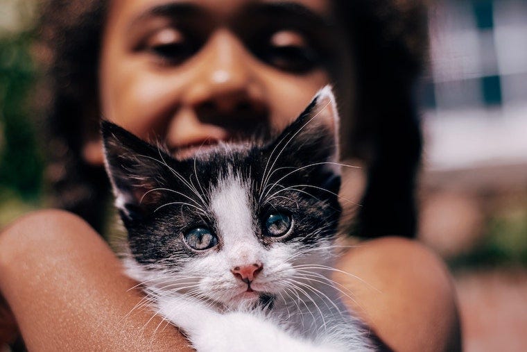 Black and white kitten held in the arms of a girl - how to help cats and kids get along